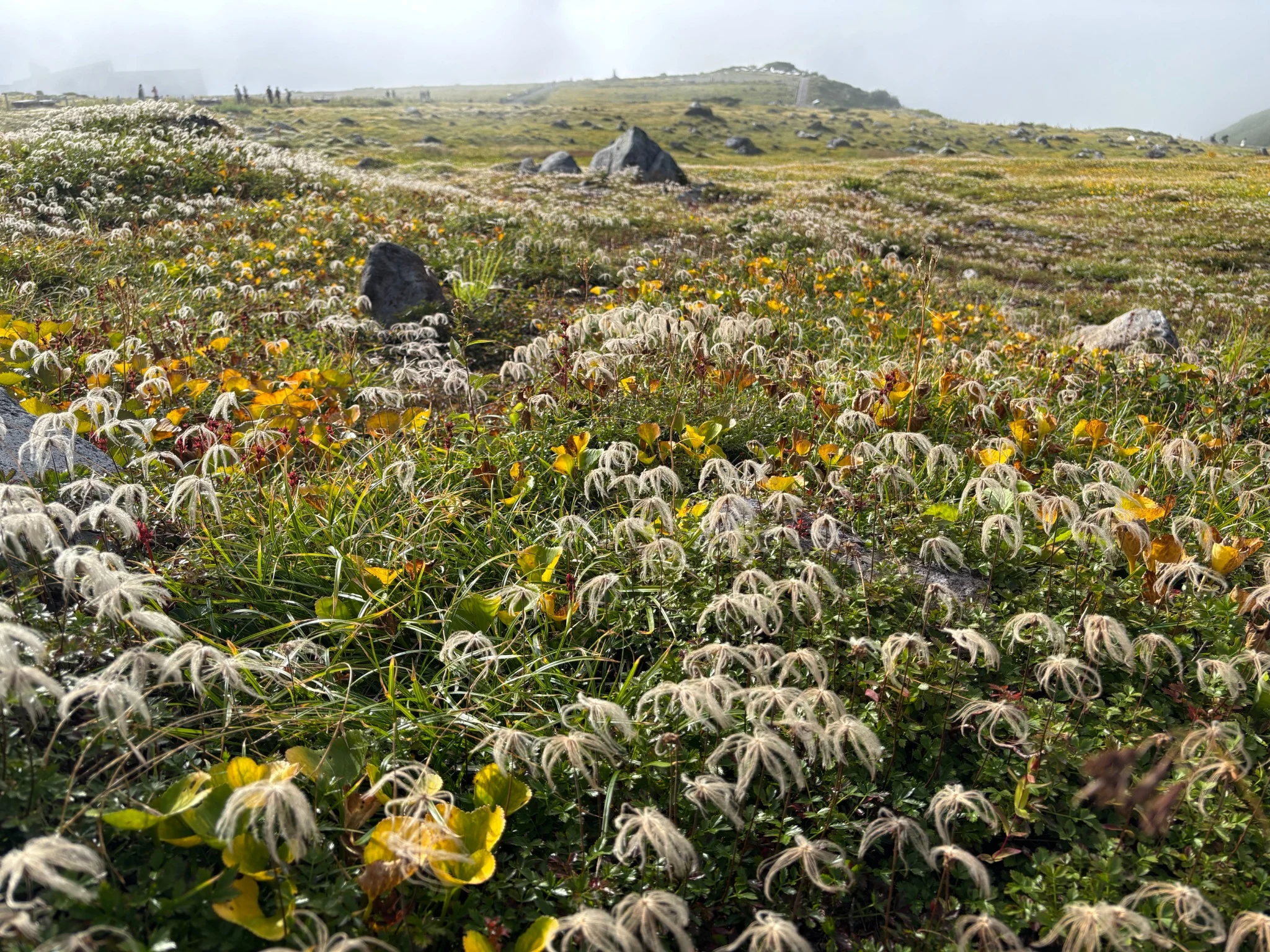 Autumn alpine plants spreading across the high plateau at Murodo