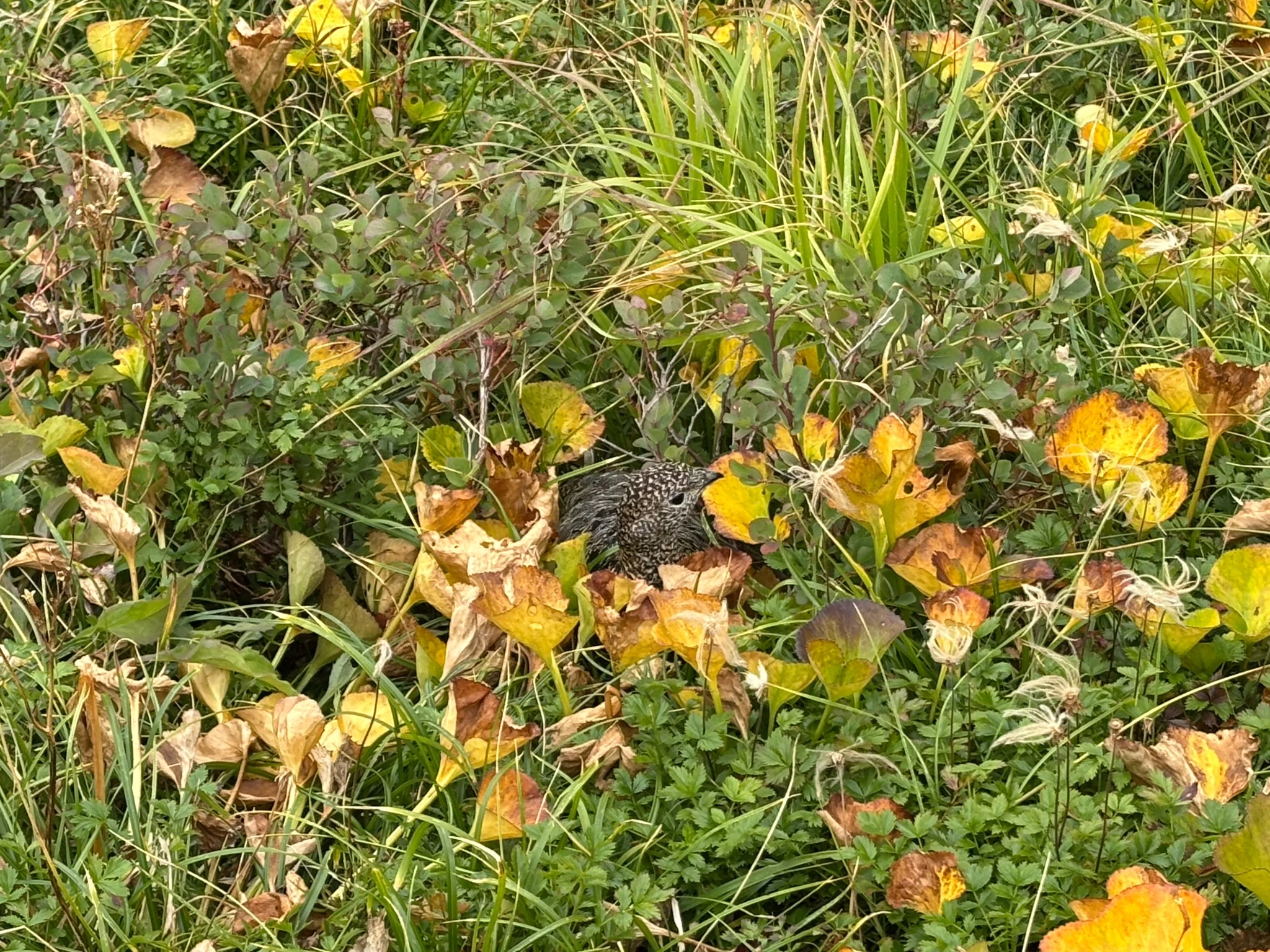 A Japanese rock ptarmigan partly hidden among autumn alpine plants near Mikurigaike