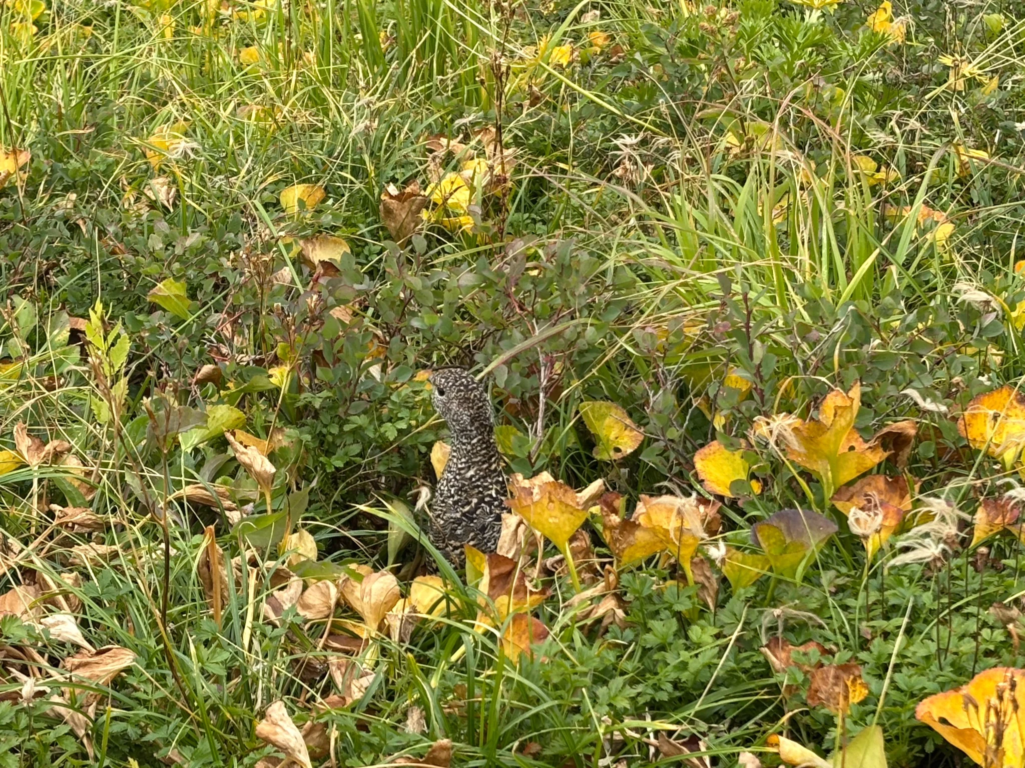 Japanese rock ptarmigan among alpine vegetation in Tateyama